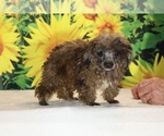Spirit - Male Poodle (Toy) Puppy for Sale - Photo #23