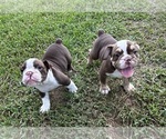 Small #11 Olde English Bulldogge