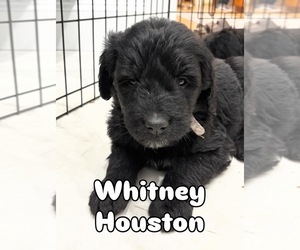 Goldendoodle Puppy for sale in STEVENS, PA, USA