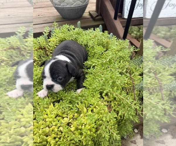 Medium Photo #7 Boston Terrier Puppy For Sale in FREDONIA, KS, USA