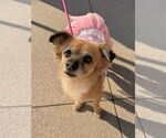 Small #2 Cockerhuahua