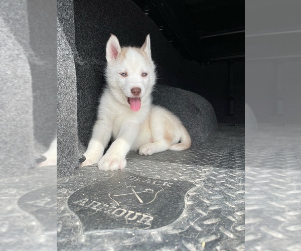 Medium Photo #1 Siberian Husky Puppy For Sale in OKAWVILLE, IL, USA