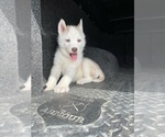 Small Photo #1 Siberian Husky Puppy For Sale in OKAWVILLE, IL, USA