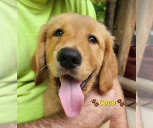 Golden Retriever Puppy for sale in WILLIAMSON, WV, USA