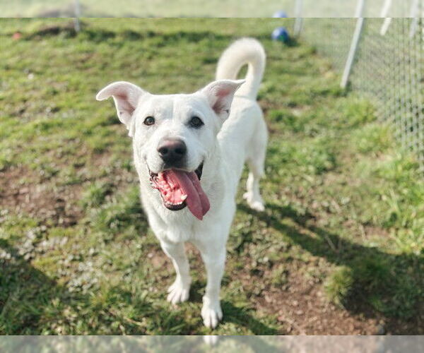 Medium Photo #2 Shepradors Puppy For Sale in McKinleyville, CA, USA