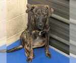 Small #3 Mountain Cur Mix