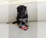 Puppy Miss red German Shepherd Dog