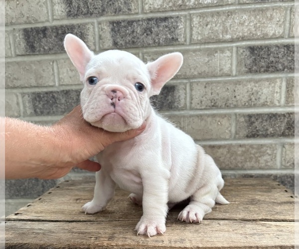 Medium Photo #2 French Bulldog Puppy For Sale in MIDDLEBURY, IN, USA
