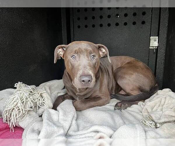 Medium Photo #1 American Pit Bull Terrier Puppy For Sale in Orange, CA, USA