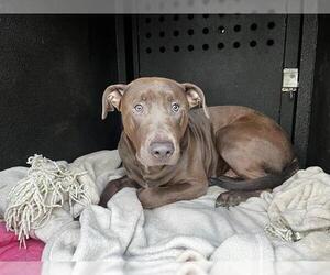 American Pit Bull Terrier Dogs for adoption in Orange, CA, USA