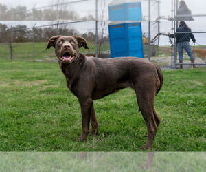 Mutt Dogs for adoption in Abbeville, LA, USA