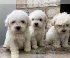 Maltipoo Puppy for sale in CONCORD, NC, USA