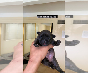 French Bulldog Puppy for sale in LOS ANGELES, CA, USA