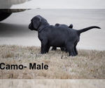 Small Photo #4 Labrador Retriever Puppy For Sale in DENTON, TX, USA