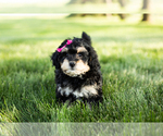 Small Photo #5 Bernedoodle-Poodle (Miniature) Mix Puppy For Sale in SHIPSHEWANA, IN, USA