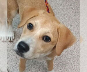 Mutt Dogs for adoption in Canton, CT, USA