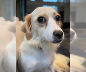 Chihuahua-Unknown Mix Dogs for adoption in Raleigh, NC, USA