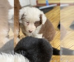 Small #1 Border Collie
