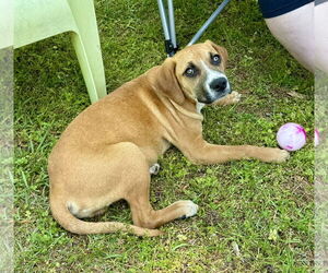 Memo - Male American Foxhound-Unknown Mix Dog for Adoption - Photo #5