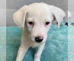 Donte - Male Pointer-Unknown Mix Dog for Adoption - Photo #5