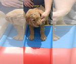 Small Photo #16 Goldendoodle Puppy For Sale in CROTON, MI, USA