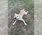 Small #3 Bull Terrier