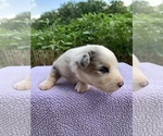 Small Photo #8 Australian Shepherd Puppy For Sale in MERIDIANVILLE, AL, USA