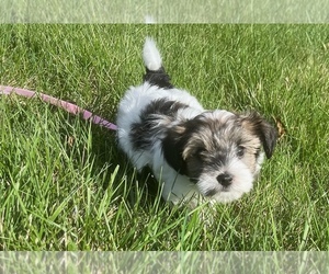 Yo-Chon Puppy for sale in HARRISONBURG, VA, USA