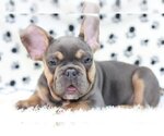 Small Photo #2 French Bulldog Puppy For Sale in SALT LAKE CITY, UT, USA