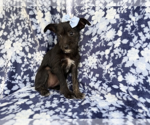 Medium Photo #5 Schnauzer (Miniature) Puppy For Sale in LAKELAND, FL, USA