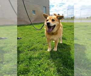 Chow Chow Dogs for adoption in Ogden, UT, USA
