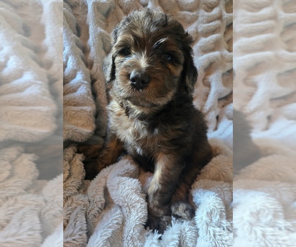 Medium Photo #9 Saint Berdoodle Puppy For Sale in LAKE PARK, GA, USA