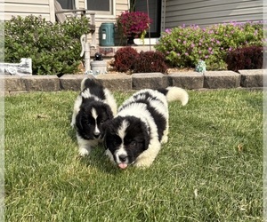 Newfoundland Puppy for Sale in WAUSEON, Ohio USA
