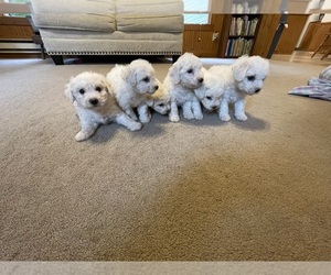 Bichon Frise Litter for sale in COLUMBIANA, OH, USA