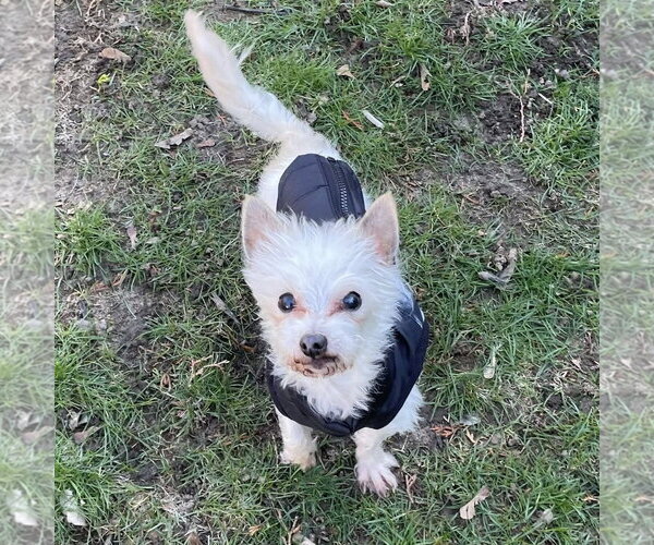 Medium Photo #2 Mutt Puppy For Sale in Rochester, NY, USA