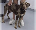Small Catahoula Leopard Dog Mix