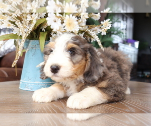 Bernedoodle Puppy for sale in EASTON, MO, USA