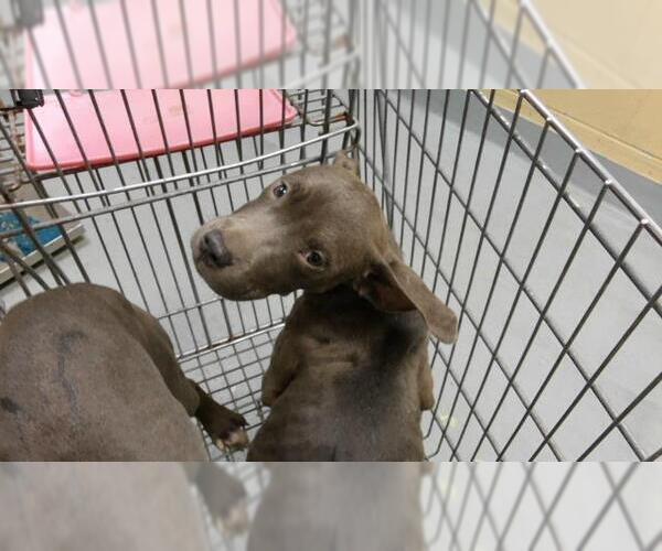 Medium Photo #1 Mutt Puppy For Sale in Tulsa, OK, USA