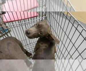 Mutt Dogs for adoption in Tulsa, OK, USA