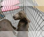 ASHLEY - Female Mutt Dog for Adoption - Small photo