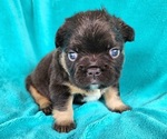 Small #8 French Bulldog