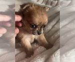Small #18 Chihuahua