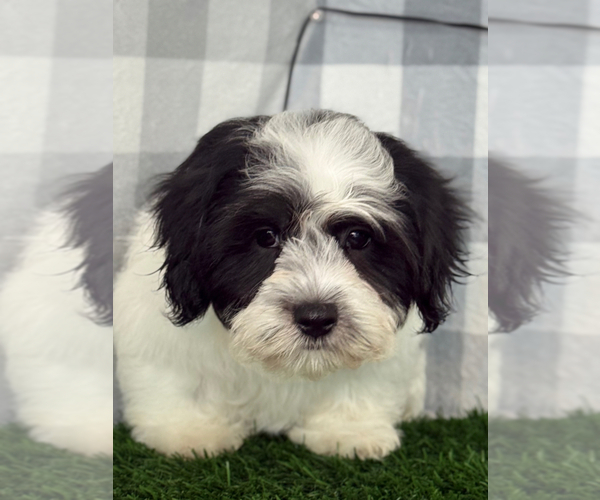 Medium Photo #1 Zuchon Puppy For Sale in MARIETTA, GA, USA