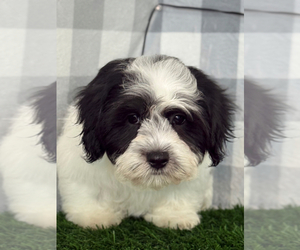 Zuchon Puppy for sale in MARIETTA, GA, USA