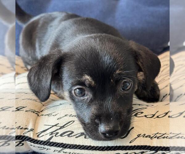 Medium Photo #3 Chiweenie Puppy For Sale in San Diego, CA, USA