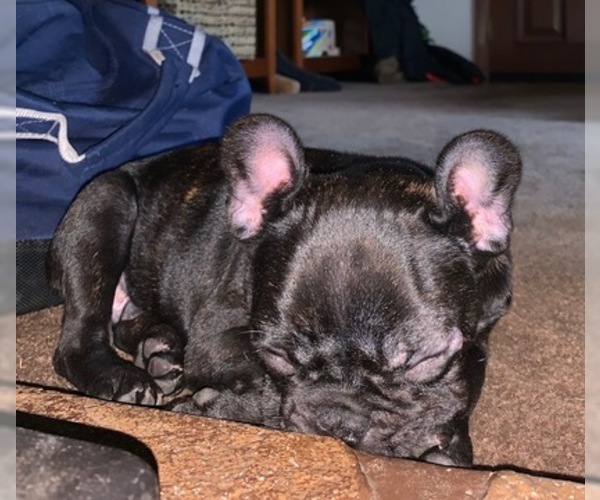 Medium Photo #2 French Bulldog Puppy For Sale in MARCOLA, OR, USA