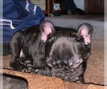 Small Photo #2 French Bulldog Puppy For Sale in MARCOLA, OR, USA
