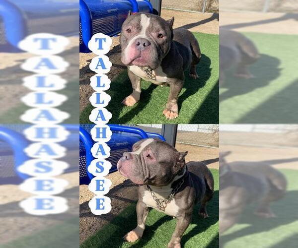 Medium Photo #1 Mutt Puppy For Sale in HESPERIA, CA, USA