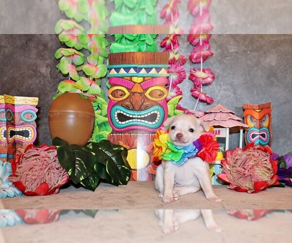 Medium Photo #3 Chihuahua Puppy For Sale in CHARLESTON, AR, USA