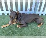 Small Doberman Pinscher